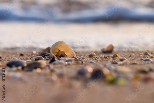Seashell background. Seashell texture. Natural background. Abstract background. Seashell on the beach. Shell. Beautiful background.