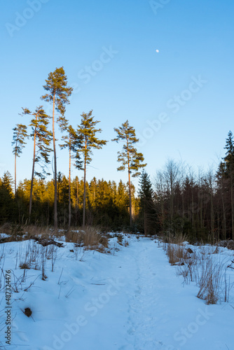 Row of isolated pine trees in sparse forest in winter, Czechia