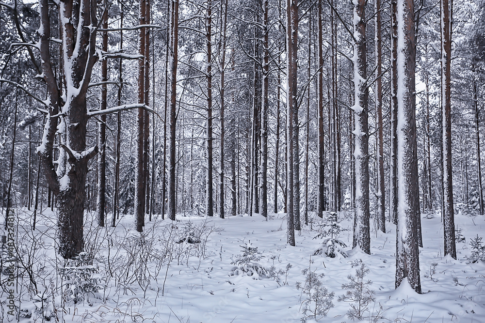 winter fir trees in the forest landscape with snow covered in december winter fir trees in the forest landscape with snow covered in december