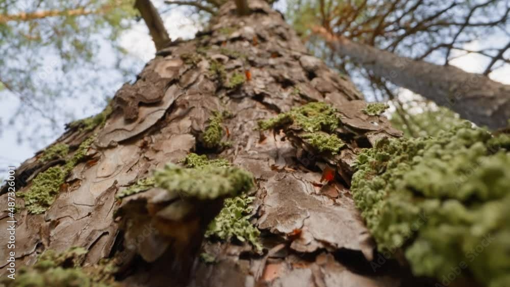 Old pine tree with texture exfoliated bark. Green moss grows on thick trunk slow motion. Probe lens shot of large coniferous tree bottom view Old pine tree with texture exfoliated bark. Green moss grows on thick trunk slow motion. Probe lens shot of large coniferous tree bottom view