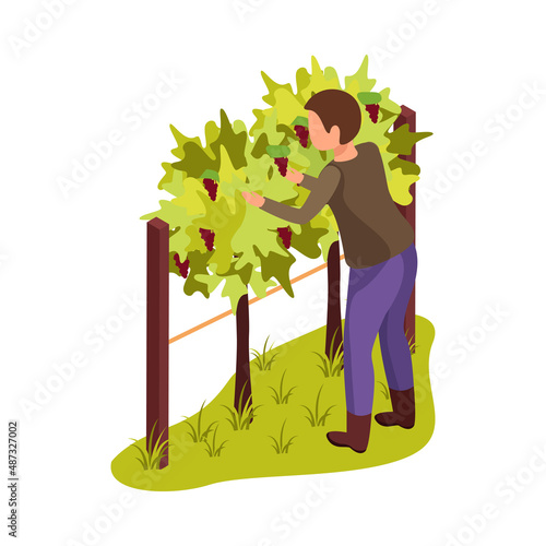 Isometric Vineyard Illustration