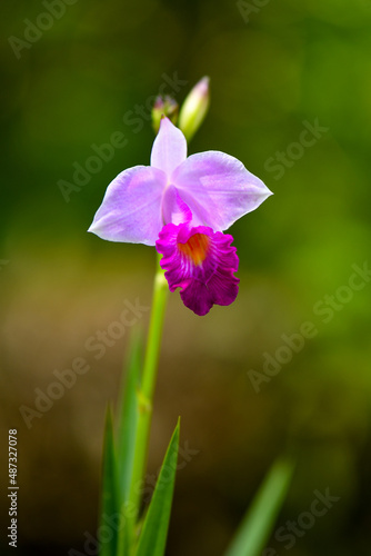 purple orchid flower in Singapore, Bamboo Orchid photo