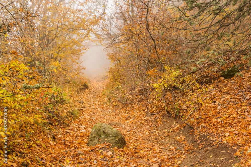 Autumn path in the fog