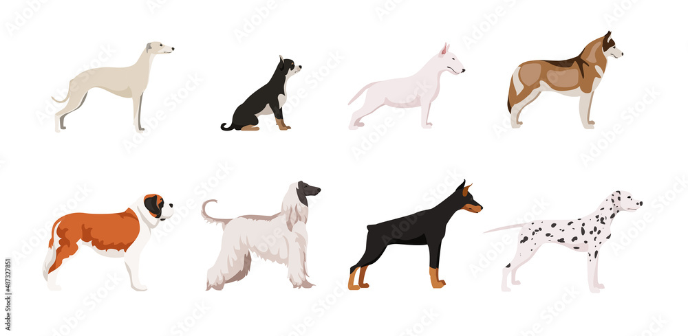 Set of beautiful dogs on white background. Vector italian greyhound, chihuahua, bull terrier, siberian husky, saint bernard, afghan hound, doberman and dalmatian in cartoon style.