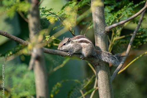 A beautiful Indian palm squirrel is perched on the moringa oleifera tree  also known as Funambulus palmarum. Selective focus.