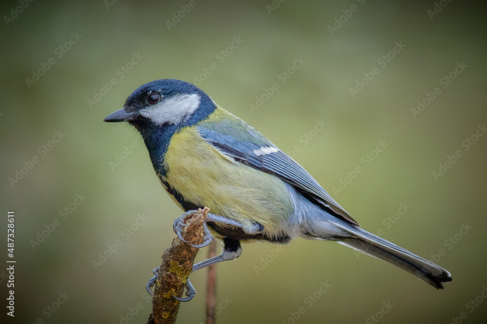 Obraz premium black capped kingfisher