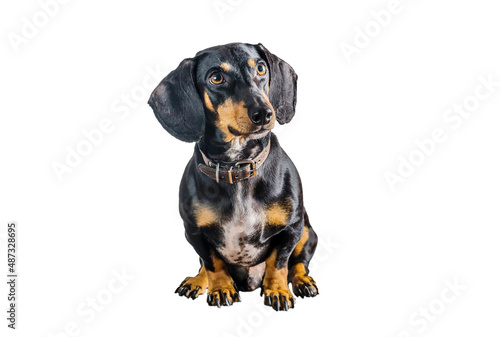 Fototapeta Naklejka Na Ścianę i Meble -  dachshund dog on white background