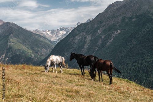 Wild horses graze on a mountain meadow. Summer day. Elbrus region