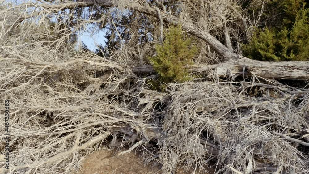 Abstract dry dead Thuja tree, indigenous in Morocco. Used for traditional wood carving crafting artifacts, furniture, and Moroccan interior design. Concept of drought, natural disasters, climate chang Abstract dry dead Thuja tree, indigenous in Morocco. Used for traditional wood carving crafting artifacts, furniture, and Moroccan interior design. Concept of drought, natural disasters, climate chang