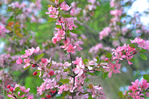 Tableau sur toile Wild cherry pink flowers blooming on the trees in the city park
