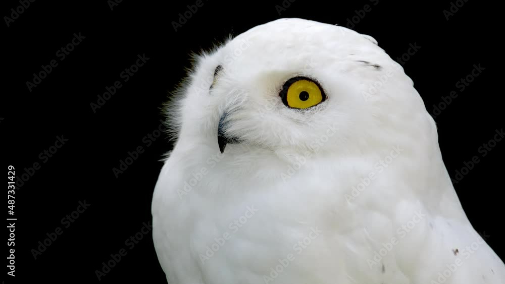 Portrait of a young snow owl Portrait of a young snow owl