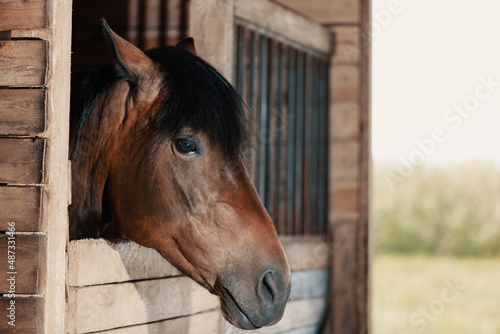 Horse looking out from stable. Bay mare standing in stall and listening, close-up portrait.