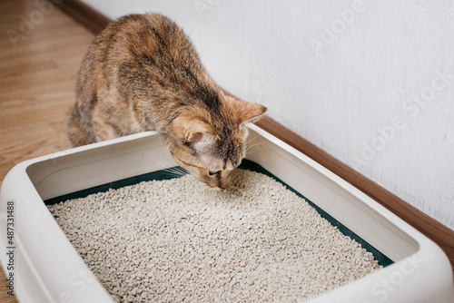 Domestic cat sniffs bulk litter in a plastic box.