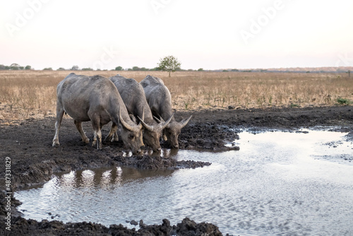 Wild bulls by watering place drinking swamp water in dry savanna. The Banteng, also known as tembadau- Southeast Asia cattle species. photo