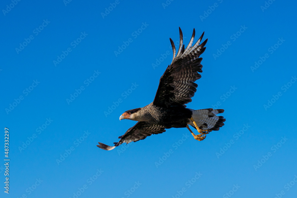 Fototapeta premium A Southern Crested-Caracara in Flight against a Clear Blue Sky