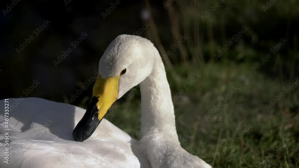 Mute swan (Cygnus olor) portrait, swan close up, juvenile brown Mute swan (Cygnus olor) portrait, swan close up, juvenile brown