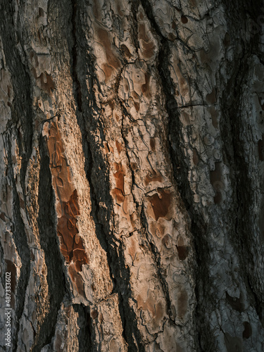 Fototapeta Naklejka Na Ścianę i Meble -  old wooden texture close up
