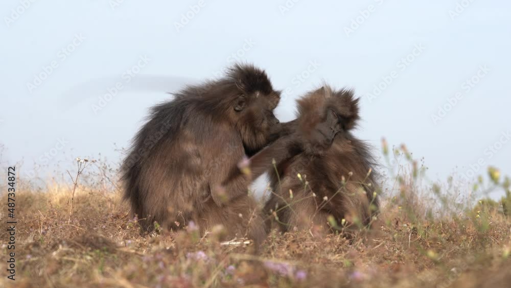 Gelada baboon monkey, Theropithecus gelada, in nature habitat, Simien Mountains NP, Ethiopia. Primate from east Africa in the grass meadow, feeding. Wildlife nature in Ethiopia. Animal behaviour. Gelada baboon monkey, Theropithecus gelada, in nature habitat, Simien Mountains NP, Ethiopia. Primate from east Africa in the grass meadow, feeding. Wildlife nature in Ethiopia. Animal behaviour.