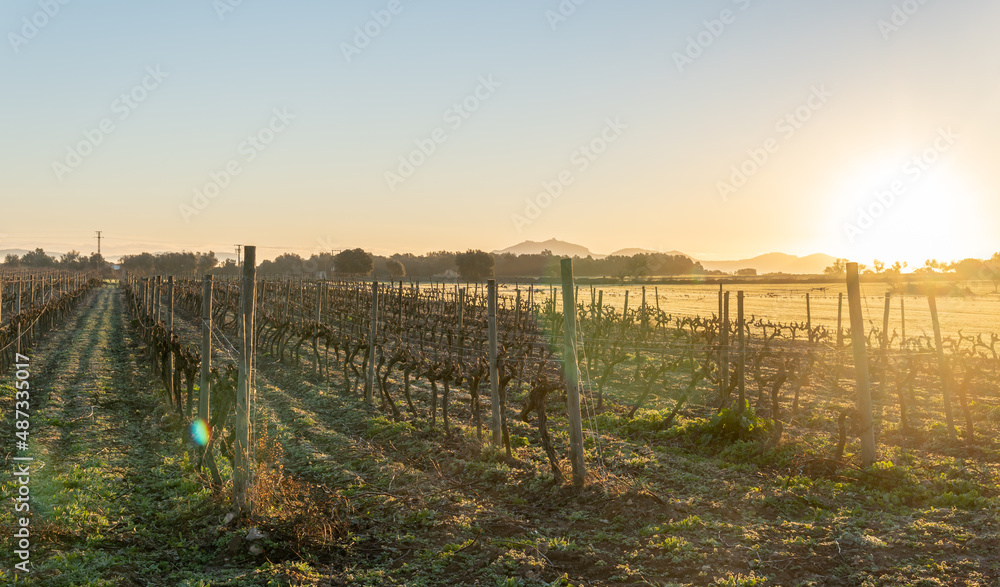 Vineyard field at sunrise on a sunny winter day