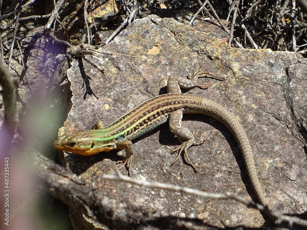 Greek lizard Greek lizard
