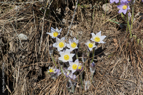 White pasqueflowers in a forest