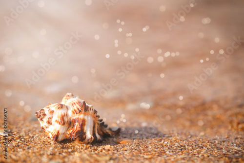 the shell lies on the beach on a sunny summer day. there is a place to record