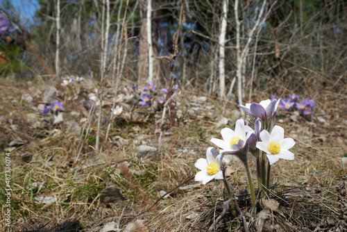 Purple and white pasqueflowers in a forest