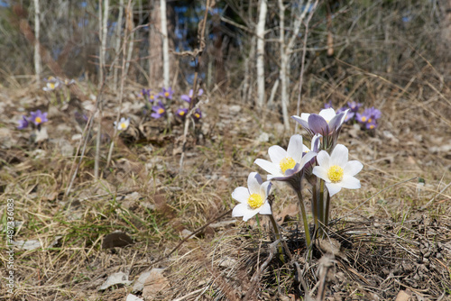 Purple and white pasqueflowers in a forest