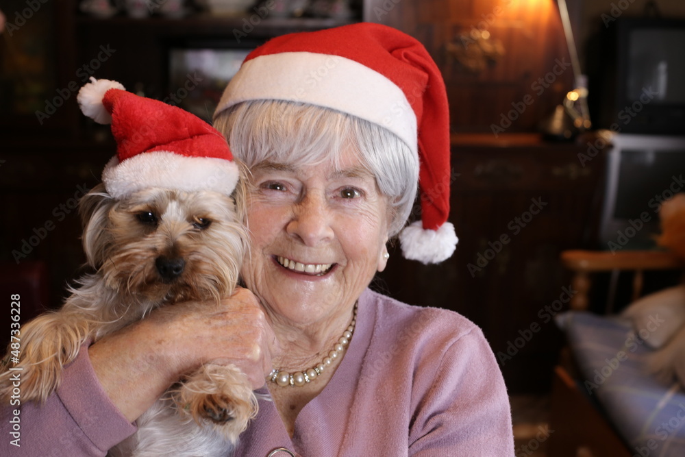 Senior woman and her lap dog together for Christmas Senior woman and her lap dog together for Christmas