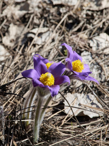 Purple pasqueflowers in a forest