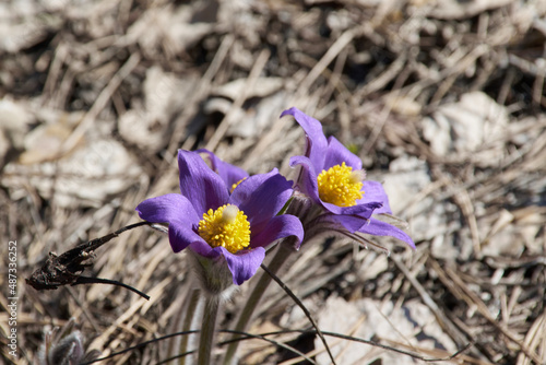 Purple pasqueflowers in a forest