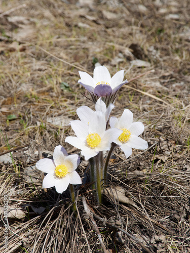 White pasqueflowers in a forest
