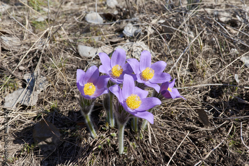 Pasqueflowers in a forest