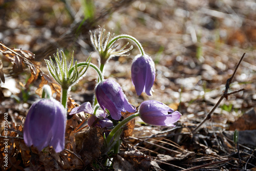 Purple pasqueflowers in a forest