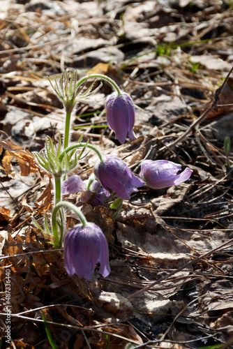 Purple pasqueflowers in a forest