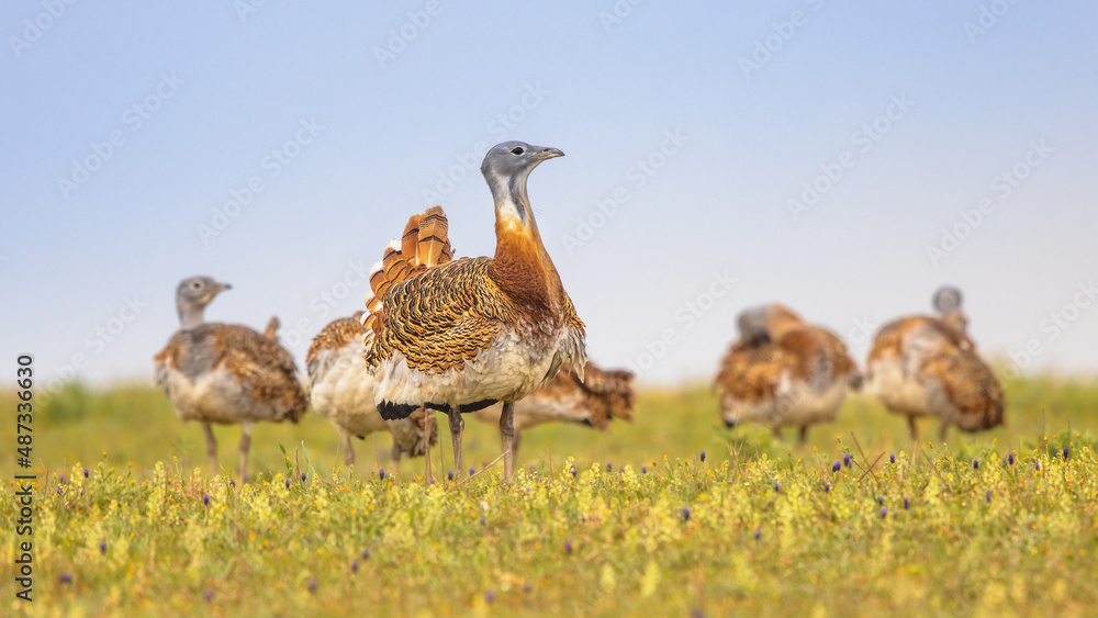 Great Bustard Display in Grassland Great Bustard Display in Grassland