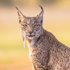 Sierkussen Lynx Iberische lynx op heldere achtergrond  © creativenature.nl