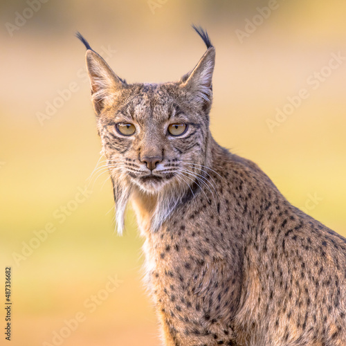 Iberian lynx Portrait on Bright Background