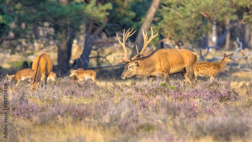 Red deer rutting season Veluwe Red deer rutting season Veluwe