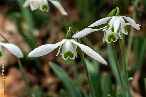 Galanthus 'Hippolyta' (snowdrop) a spring winter bulbous flowering plant with a white green springtime flower in January, stock photo image photo