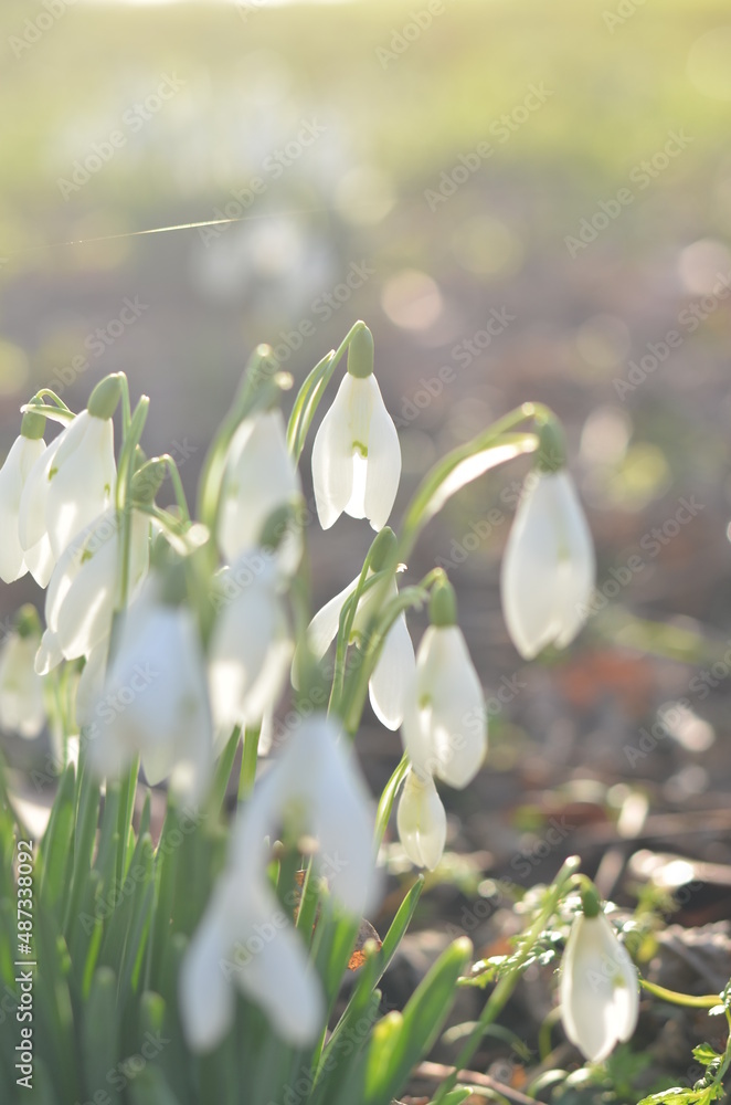 Snowdrops in the woods on a bright and sunny day. The white colours of these tender flowers shines so brightly in the green grass. There are some old browns fallen leaves from the previous autumn. Snowdrops in the woods on a bright and sunny day. The white colours of these tender flowers shines so brightly in the green grass. There are some old browns fallen leaves from the previous autumn.