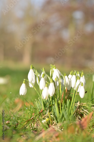 Snowdrops in the woods on a bright and sunny day. The white colours of these tender flowers shines so brightly in the green grass. There are some old browns fallen leaves from the previous autumn.