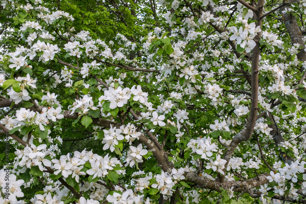 Spring background from branches of a blossoming apple tree. Blossom apple-tree flowers close-up. White apple flowers for publication, design, poster, calendar, post, wallpaper, postcard, banner, cover Spring background from branches of a blossoming apple tree. Blossom apple-tree flowers close-up. White apple flowers for publication, design, poster, calendar, post, wallpaper, postcard, banner, cover