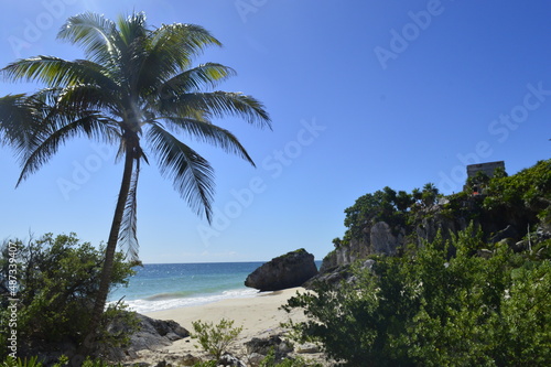 Praia com coqueiro e céu e mar azul