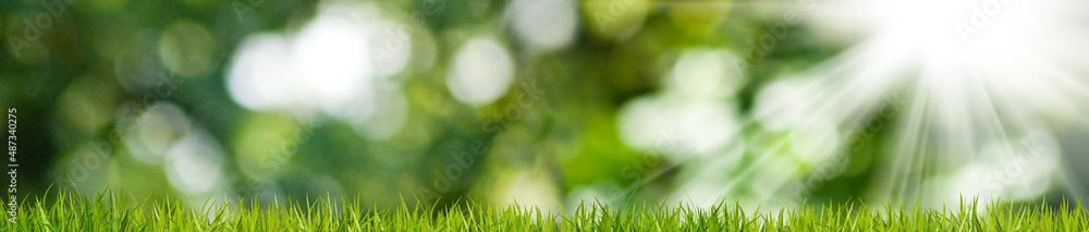 Horizontal image of grass on a blurred green background. Horizontal image of grass on a blurred green background.