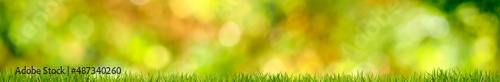 Horizontal image of grass on a blurred green background.