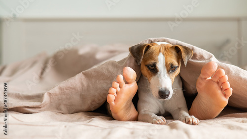 The dog lies with the owner on the bed and looks out from under the blanket. Barefoot woman and jack russell terrier in the bedroom.