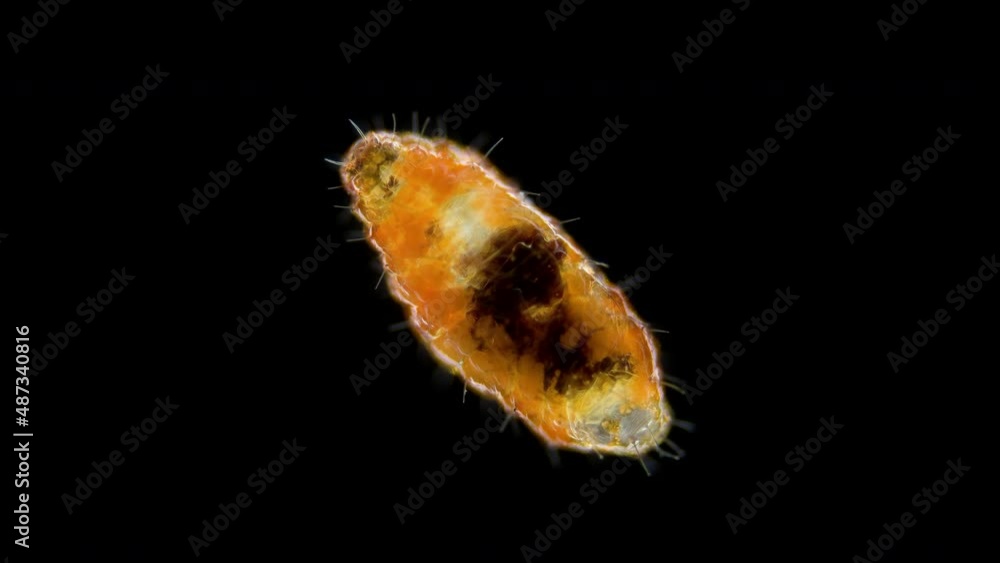 Worm-like larva of an insect midges under a microscope. Possibly family Cecidomyiidae. Worm-like larva of an insect midges under a microscope. Possibly family Cecidomyiidae.
