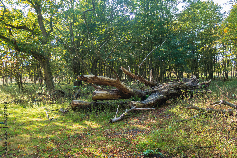 Cut down dead trees in this varied dune area of ​​the Amsterdam Waterleidingduinen