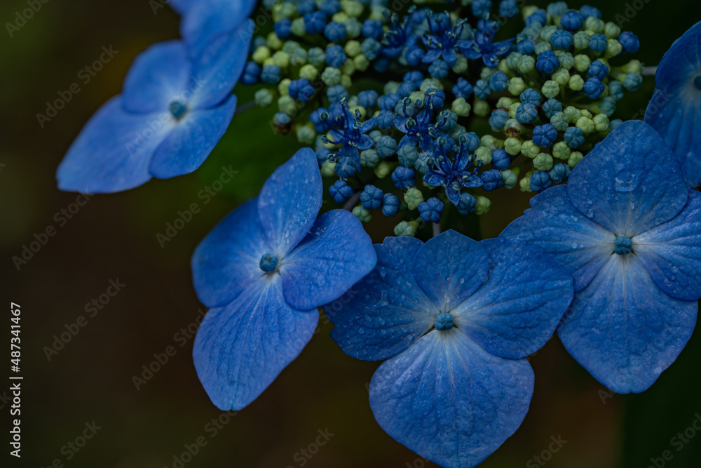 Close up colorful Hydrangea Close up colorful Hydrangea